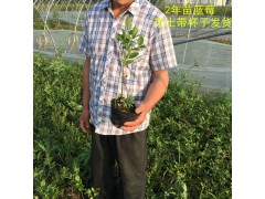 果树 蓝莓树苗 蓝莓苗 盆栽 果树苗 兔眼 北方南方种植图2