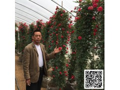 绿化树苗 工程苗木 藤本月季 爬藤植物 盆栽 花卉 花苗图3