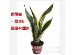 批发虎尾兰 多肉植物盆栽 四季常青 室内花卉 甲醛 虎皮兰图2