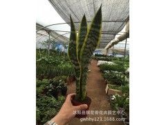 批发虎尾兰 多肉植物盆栽 四季常青 室内花卉 甲醛 虎皮兰图3