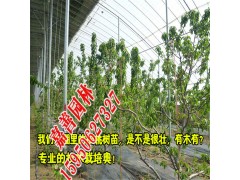 直销果树苗美国车厘子矮化樱桃苗包品种量大从优图1