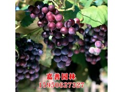 批发 夏黑葡萄苗 新品种 无核无籽 甘甜多汁 包成活 2年苗图1