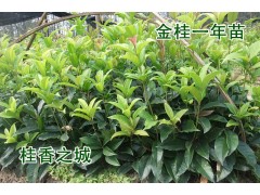 咸宁桂花树苗高70厘米-1.8米丹桂八月金桂花苗 桂花树图1