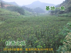 基地直销70-100厘米以上朱砂桂 丹桂苗 丹桂树苗 状元红图1