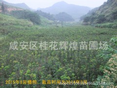 基地直销70-100厘米以上朱砂桂 丹桂苗 丹桂树苗 状元红图3