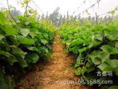 出售优质樱花苗 江津苗木 花椒 重庆桂花基地，重庆桂花图2