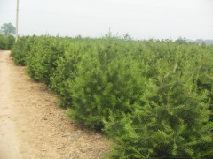 陕西西安白皮松_蓝田白皮松_华山松价格_西安华山松图1