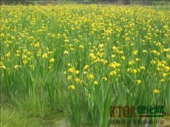 新优宿根花卉,水生植物,彩叶地被植物选育和推广图1