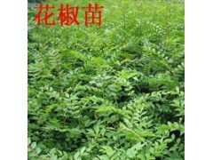 花椒苗-50公分到1米花椒苗 绛县花椒苗 花椒苗基地图1