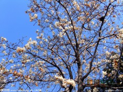 玉兰之乡南阳玉兰培育基地主营白玉兰、红玉兰、黄玉兰、紫玉兰、广玉兰图1