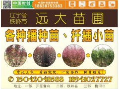 【珍珠绣线菊】_珍珠绣线菊价格.辽宁铁岭远大苗圃 倪佐远15042048588图2