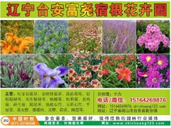 荷兰菊有丁香红，天人菊、金鸡菊、蛇鞭菊、辽宁台安富尧宿根花卉园图2