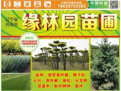 【樟子松价格】樟子松树苗价格,辽宁省开原市缘林园苗圃18741082345图2