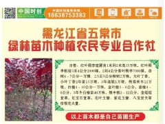 红叶稠李粗3到4公分2000棵；王丽娟13503642900五常市绿川园艺场图2