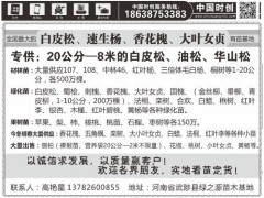 大量供应107、108、中林46、中华红叶杨、河南武陟县绿之源苗木基地图2