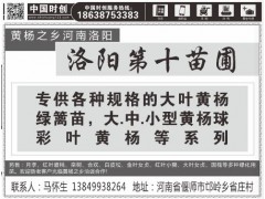 国槐10-60cm价格，国槐价格，洛阳国槐培育基地图3