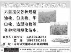 河南省安阳市侧柏价格，河南侧柏基地，河南安阳金柳杨绿化苗木基地图3