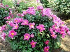 批发芍药花苗、芍药小苗、芍药花种苗，可盆栽芍药苗 青海平安裕丰园林公司图1