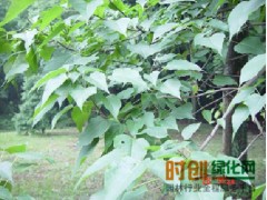 楸树苗 花楸树小苗 观赏植物 工程绿化苗 楸树 8-15公分图1