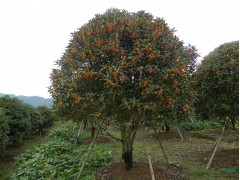 高杆桂花(5-18)，四川高杆桂花，日香桂基地 - 桂花|桂花基地图1