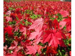 培育的美国红枫，美国红枫首选青岛枫盛彩林农业科技有限公司图1