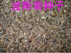 波斯菊 波斯菊低价出售，徐 (总经理) 13406664898图1