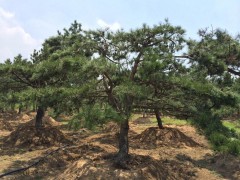 泰山松,泰山松价格,造型松,泰山松,造型松价格 15069878589图1