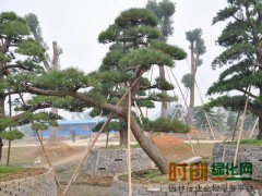 黑松苗_黑松苗价格 辽宁黑松基地|东北黑松苗&黑松苗价格图1