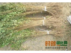 出售山东泰安樱花苗,2公分樱花,3公分樱花电话:13678681299图1