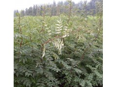 花椒苗 连翘苗 元宝枫 五角枫 栾树 刺槐 香花槐图1