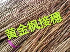 主 营： 乔木类：山杏、五角枫、从生五角枫、樟子松、蒙古栎、丛生蒙古栎、紫叶稠李、云杉、金叶榆 花灌木类：金山金焰锈线菊、小叶丁香、地接金叶榆、忍冬（金银木）、红王子锦带、珍珠绣线菊、榆叶梅、四季锦带 花灌木小苗：紫夜丁香、王族海棠小苗、红王子锦带小苗、黄玫瑰小苗、东北连翘小苗、冷香玫瑰小苗、紫叶稠李小苗