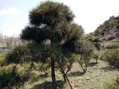 主 营： 乔木类：山杏、五角枫、从生五角枫、樟子松、蒙古栎、丛生蒙古栎、紫叶稠李、云杉、金叶榆 花灌木类：金山金焰锈线菊、小叶丁香、地接金叶榆、忍冬（金银木）、红王子锦带、珍珠绣线菊、榆叶梅、四季锦带 花灌木小苗：紫夜丁香、王族海棠小苗、红王子锦带小苗、黄玫瑰小苗、东北连翘小苗、冷香玫瑰小苗、紫叶稠李小苗