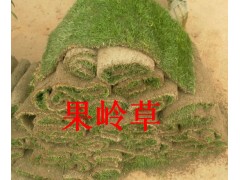 果岭草草坪价格、果岭草草坪播种时间、果岭草草坪图片、果岭草哪里有图1