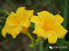 红花萱草/金娃娃萱草图2