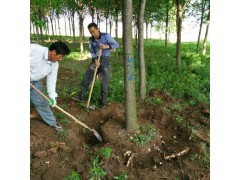 滨州大白蜡@白蜡工程苗/白蜡8-30公分图1