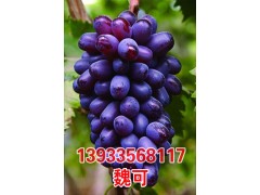 葡萄苗,魏可葡萄苗-北方种苗苗木网,13933568117图1