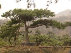 泰山景松、泰山景松价格、13505485567图2