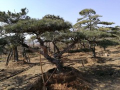 常年大量供应：泰山景松、造型松图1