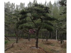 大量供应泰山景松、造型松、价格低13505485567图3