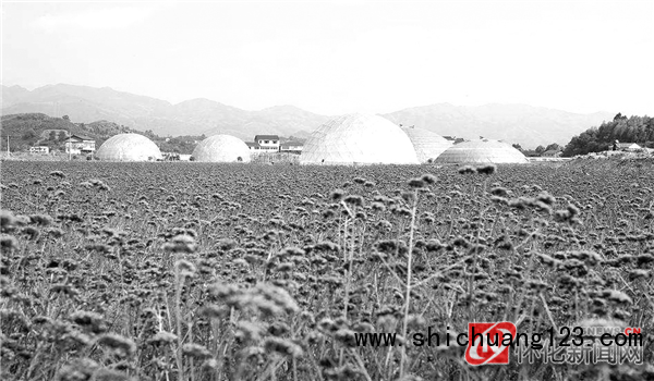 洪江区桂花园乡茅头园村星空庄园内的花卉苗圃基地。（资料图片）