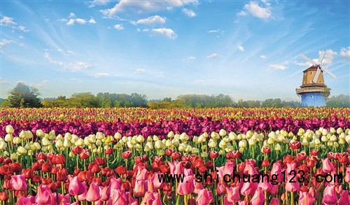 每到春季开花期，五彩大地景区郁金香争奇斗艳。 郑法魁摄