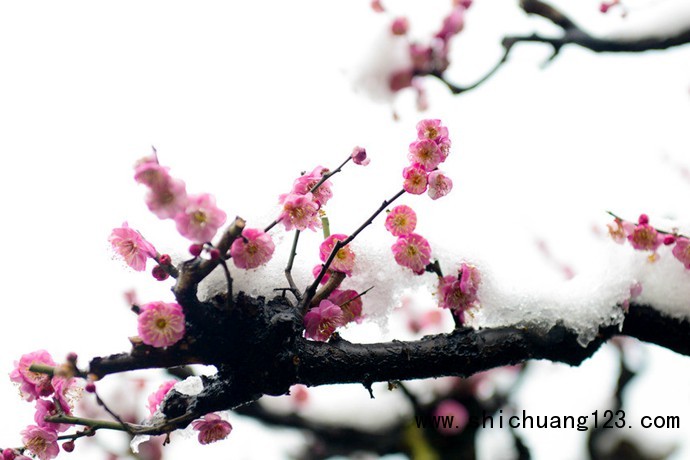 梅花照片