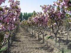 供应山东樱花苗，济宁樱花基地，樱花价格13325188782图1