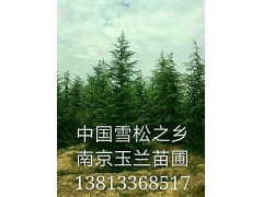 5米雪松籽播苗大量出售图1