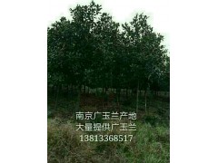 广玉兰大量出售图3