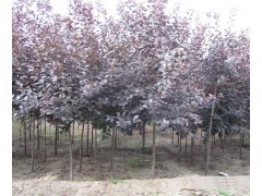 紫叶稠李-苗木种植基地-苗木供应价格-紫叶稠李-鸿浩苗木合作社图1