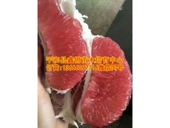 三红蜜柚果苗价格|三红蜜柚树苗多少钱|三红蜜柚种苗批发图3