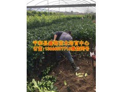 九月红蜜柚苗|丰产红肉蜜柚种苗|红中红蜜柚苗价格图2