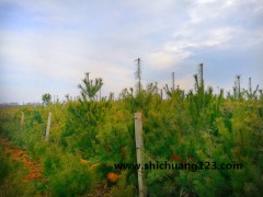 华山松-蓝田绿丰 华山松基地 主产优质华山松图2