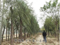 国内最大柳树基地提供的柳树价格， 柳树苗求购，柳树苗价格，柳树价格表图2